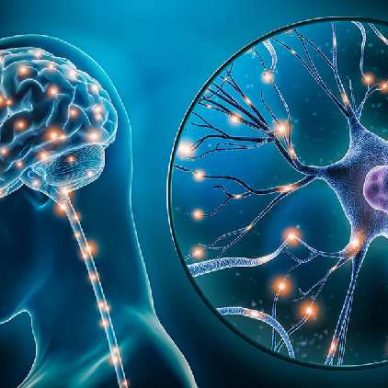 Neuroplasticity
