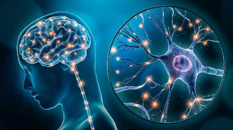 Neuroplasticity